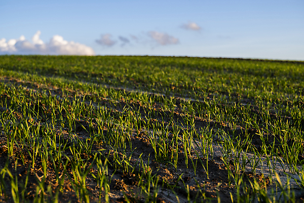 포토 JPG 해외이미지 식물 계절 음식 잎 밭 농업 자연 건강 옥수수 씨앗 사람없음 초록색 농작물 농장 농경지 새싹 흙 봄 성장 시골 상품 이슬 낟알 땅 시리얼 밀 허브 유기농 원예 먼지 내추럴 땅바닥 모종 밭일 생태학 줄서기 호밀 세련 귀리 해외포토 웰빙 교육 산업 컬러 모션 곡류 바닥 취미 생태계 파일형식 이미지허브