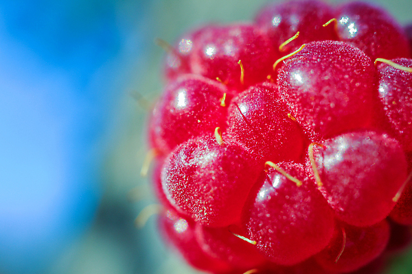 포토 JPG 해외이미지 식물 열매 음식 잎 농업 과일 자연 디저트 건강 사람없음 빨간색 초록색 정원 신선 달콤 산딸기 숙성 해외포토 산업 컬러 맛 생태계 파일형식 이미지허브