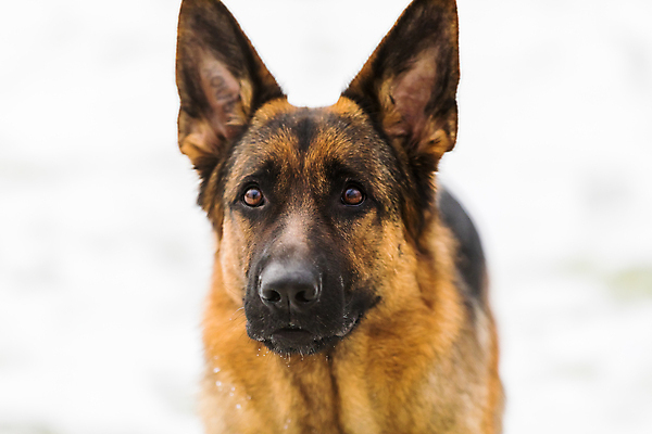 포토 JPG 해외이미지 주간 한마리 응시 사람없음 야외 반려동물 개 사냥개 셰퍼드 해외포토 자연요소 동물 1 시선 포유류 파일형식 이미지허브