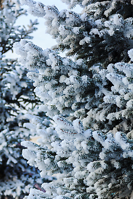 포토 JPG 해외이미지 나무 식물 크리스마스 겨울 자연 벽지 날씨 휴가 사람없음 야외 목재 빛 뷰티 크리스마스트리 환경 냉동 얼음 추위 나뭇가지 신선 소나무 눈송이 숲 시원함 12월 서리 상록수 침엽수 솜털 전나무 1월 삼림지대 폭설 눈내림 가문비나무 해외포토 자연요소 계절 기념일 재료 눈_날씨 날짜 자연재해 생태계 파일형식 이미지허브