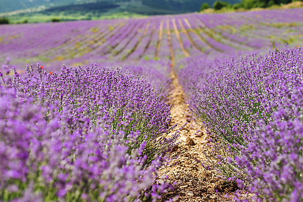 포토 JPG 해외이미지 사람없음 햇빛 뷰티 보라색 벌 라벤더 수평선 해외포토 꽃 컬러 곤충 태양 허브 파일형식 이미지허브