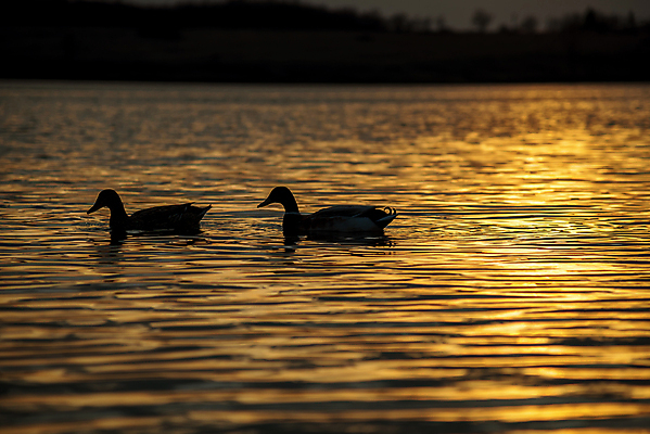 포토 JPG 해외이미지 주간 호수 두마리 오리 사람없음 야외 해외포토 자연요소 2 조류 파일형식 이미지허브