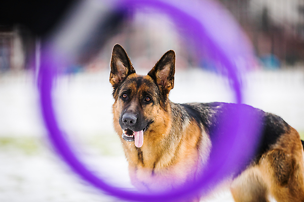 포토 JPG 해외이미지 주간 한마리 응시 사람없음 야외 반려동물 고리 개 소프트포커스 사냥개 셰퍼드 애견훈련 해외포토 자연요소 동물 1 시선 포유류 촬영기법 연습 파일형식 이미지허브