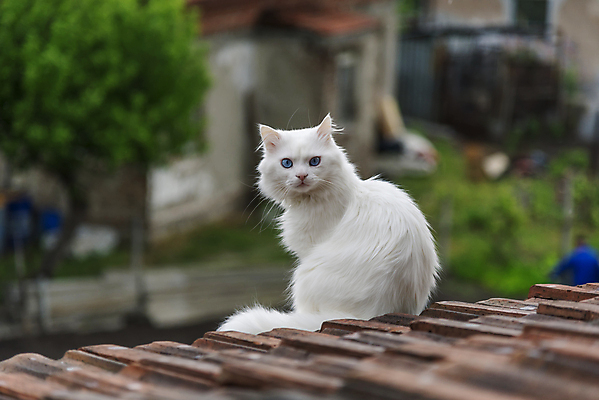 포토 JPG 해외이미지 동물 1 응시 행복 얼굴 백그라운드 창문 포유류 자연 하늘 지붕 휴식 수염 털 사람없음 야외 반려동물 컬러풀 햇빛 뷰티 노란색 고양이 줄무늬 흰색 관찰 강아지 작음 솜털 거짓말 해외포토 시선 감정 컬러 컨셉 무늬 모션 신체부위 태양 개 크기 생태계 파일형식 이미지허브