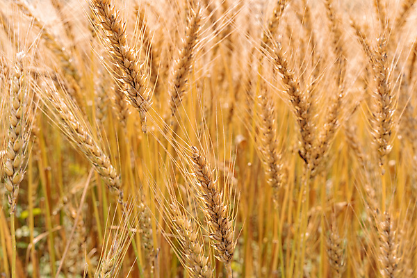 포토 JPG 해외이미지 식물 계절 음식 빵 줄기 백그라운드 밭 농업 자연 하늘 건조 옥수수 씨앗 풍경 사람없음 야외 초록색 여름 파란색 농작물 햇빛 태양 농장 농경지 노란색 수확 성장 가을 시골 황금 낟알 땅 시리얼 밀 유기농 보리 장면 밀짚 내추럴 밭일 숙성 호밀 해외포토 자연요소 웰빙 산업 컬러 곡류 짚 생태계 파일형식 이미지허브