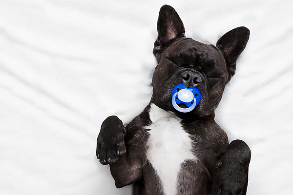 포토 JPG 해외이미지 한마리 휴식 실내 사람없음 눕기 귀여움 잠 개 편안함 노리개젖꼭지 프렌치불독 해외포토 1 컨셉 포유류 모션 내부 아기용품 감각 불독 파일형식 이미지허브