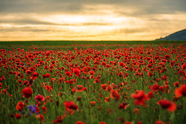 포토 JPG 해외이미지 식물 계절 꽃 백그라운드 잎 꽃무늬 밭 농업 자연 하늘 아침 풍경 사람없음 야외 빨간색 초록색 여름 파란색 빛 컬러풀 햇빛 태양 뷰티 일출 맑음 일몰 봄 꿈 들꽃 벚꽃 흰색 시골 신선 저녁 양귀비 내추럴 수평선 해외포토 주간 자연요소 산업 컬러 무늬 날씨 노을 야간 생태계 파일형식 이미지허브