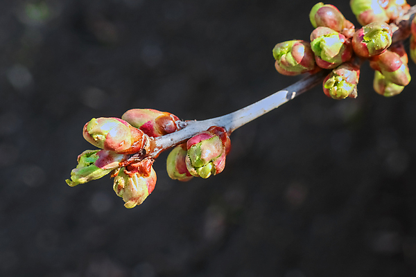 포토 JPG 해외이미지 나무 식물 계절 꽃잎 꽃 분홍색 잎 꽃무늬 자연 동양인 사람없음 야외 빨간색 초록색 뷰티 귀여움 정원 봄 성장 벚꽃 광선 흰색 개화 순수 만족 향기 심플 부드러움 목련 구성 처음 해외포토 감정 컬러 컨셉 무늬 인종 감각 생태계 냄새 파일형식 이미지허브
