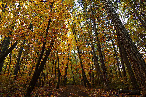 포토 JPG 해외이미지 나무 식물 계절 공원 백그라운드 단풍 잎 꽃무늬 밭 오렌지 부분 자연 벽지 건조 풍경 잔디 사람없음 야외 빨간색 빛 컬러풀 햇빛 뷰티 노란색 일출 맑음 일몰 활발 덮개 가을 황금 숲 11월 질감 10월 땅바닥 전경 해외포토 공공시설 꽃 컬러 컨셉 무늬 농업 과일 날씨 바닥 태양 노을 뚜껑 날짜 생태계 파일형식 탑뷰 이미지허브
