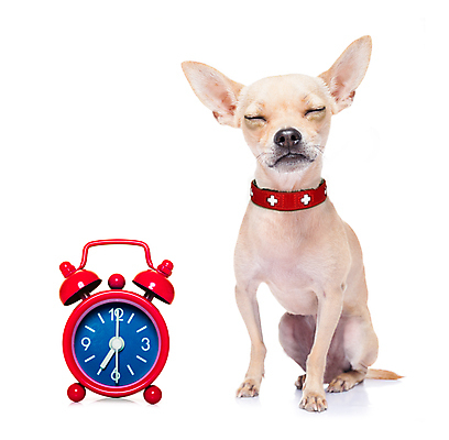 포토 JPG 해외이미지 동물 시계 아침 휴식 피곤 가면 사람없음 반려동물 꿈 종 침대 반지 시간 잠 개 야간 속도 낮잠 두통 공포 하품 치와와 거짓말 고립 숙취 악몽 취침시간 해외포토 주간 자연요소 가구 컨셉 장신구 포유류 질병 생리현상 파일형식 이미지허브