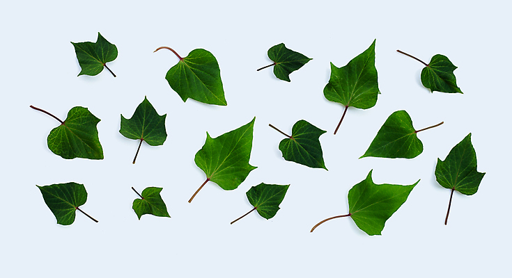 포토 JPG 해외이미지 실내 사람없음 흰배경 고구마잎 해외포토 백그라운드 잎 내부 흰색 파일형식 이미지허브