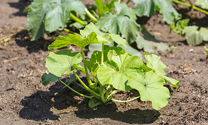 포토 JPG 해외이미지 식물 음식 줄기 백그라운드 잎 꽃무늬 밭 농업 다이어트 채소 과일 자연 호박 건강 사람없음 야외 초록색 농장 노란색 정원 흙 봄 수확 성장 시골 신선 농부 작음 유기농 원예 스쿼시 내추럴 땅바닥 밭일 숙성 주키니 채식주의자 세련 해외포토 직업 웰빙 계절 꽃 산업 스포츠 컬러 무늬 바닥 취미 구기 크기 생태계 채식 파일형식 이미지허브
