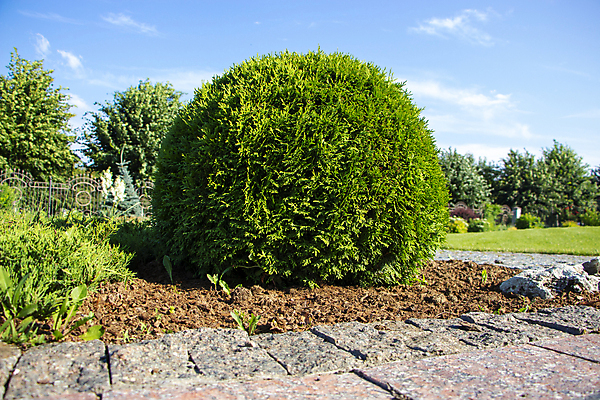 포토 JPG 해외이미지 모양 나무 식물 디자인 공원 백그라운드 잎 패턴 공 자연 풍경 잔디 사람없음 야외 장식 초록색 여름 울타리 정원 봄 성장 원형 큼 자르기 관목 원예 조경 상록수 내추럴 깊이 다듬기 여의주 완벽 원예사 정중 해외포토 도형 직업 계절 공공시설 컬러 컨셉 무늬 모션 취미 담장 크기 생태계 파일형식 이미지허브