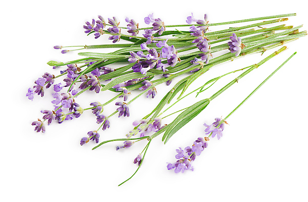 포토 JPG 해외이미지 꽃 실내 사람없음 라벤더 해외포토 식물 내부 허브 파일형식 이미지허브