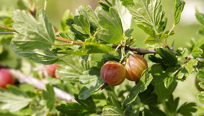 포토 JPG 해외이미지 나무 식물 계절 열매 음식 백그라운드 잎 농업 다이어트 과일 자연 디저트 건강 사람없음 야외 빨간색 초록색 여름 농작물 노란색 정원 수확 성장 나뭇가지 신선 닫기 달콤 맛 다발 관목 유기농 원예 내추럴 구스베리 숙성 채식주의자 비건 해외포토 웰빙 산업 컬러 컨셉 모션 취미 생태계 채식 파일형식 이미지허브