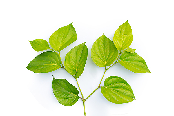 포토 JPG 해외이미지 줄기 잎 담배 사람없음 흰배경 담뱃잎 해외포토 식물 백그라운드 흰색 파일형식 이미지허브