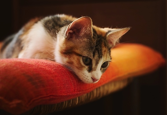 포토 JPG 해외이미지 동물 얼굴 검은배경 휴식 따뜻함 건강 피곤 사람없음 내부 반려동물 귀여움 고양이 표현 닫기 작음 모피 지루함 호기심 얼룩무늬 잡종 동반자 지능 내려보기 해외포토 감정 백그라운드 컨셉 무늬 포유류 모션 신체부위 검은색 크기 파일형식 이미지허브