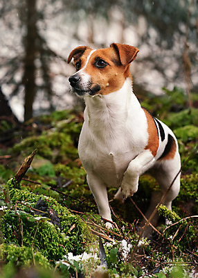 포토 JPG 해외이미지 나무 공원 행복 도로 얼굴 백그라운드 잎 겨울 오렌지 자연 놀이 털 이끼 사람없음 야외 초록색 반려동물 갈색 하이킹 추위 흰색 기다림 닫기 개 강아지 숲 작음 테리어 묘사 송곳니 기르기 삼림지대 유래 해외포토 식물 동물 계절 공공시설 감정 길 컬러 과일 포유류 교통시설 모션 레저 신체부위 치아 크기 생태계 돌봄 파일형식 이미지허브
