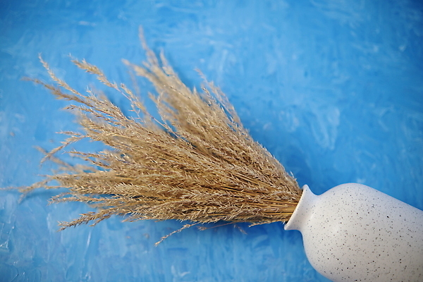 포토 JPG 해외이미지 식물 디자인 계절 꽃 벽 꽃다발 백그라운드 컨셉 꽃무늬 자연 유리 주택 건조 사람없음 내부 장식 빛 뷰티 노란색 꽃병 흰색 나뭇가지 다발 꽃집 질감 심플 솜털 내추럴 고립 구성 스칸디나비아 정물화 파스텔톤 스타일 카피스페이스 미니멀리스트 미니멀 해외포토 나무 컬러 무늬 재질 건물 상점 공백 그림 생태계 파일형식 이미지허브