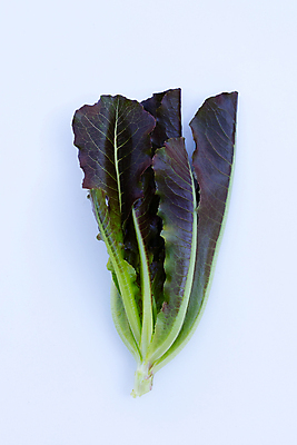 포토 JPG 해외이미지 백그라운드 사람없음 신선 흰배경 유기농 적로메인 로메인상추 해외포토 웰빙 흰색 상추 파일형식 이미지허브