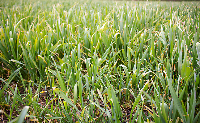 포토 JPG 해외이미지 식물 잎 밭 농업 비즈니스 자연 사람없음 농작물 농장 환경 추위 성장 보호 질병 수분 낟알 밀 보리 가뭄 시들음 적자 해외포토 산업 컨셉 의학 날씨 곡류 생태계 파일형식 이미지허브