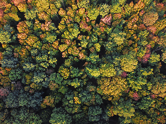 포토 JPG 해외이미지 나무 식물 계절 공원 여행 백그라운드 단풍 잎 오렌지 자연 안테나 사람없음 야외 목재 빨간색 초록색 빛 갈색 노란색 환경 황금 정상 저녁 숲 10월 내추럴 드론 삼림지대 조감도 해외포토 공공시설 컬러 과일 재료 통신 날짜 야간 생태계 파일형식 이미지허브