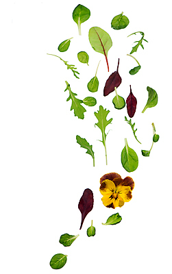 포토 JPG 해외이미지 사람없음 신선 시금치 루꼴라 식용꽃 해외포토 음식 채소 파일형식 이미지허브