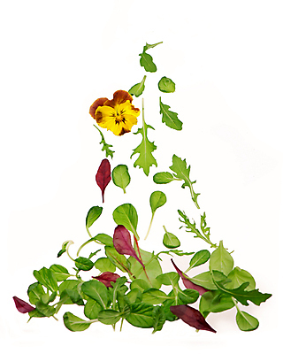 포토 JPG 해외이미지 사람없음 신선 시금치 루꼴라 식용꽃 해외포토 음식 채소 파일형식 이미지허브