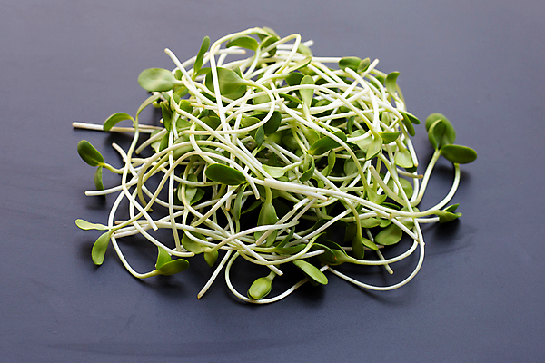 포토 JPG 해외이미지 백그라운드 회색배경 사람없음 신선 유기농 새싹채소 해외포토 웰빙 채소 회색 파일형식 이미지허브