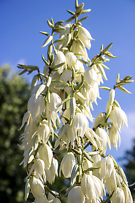 포토 JPG 해외이미지 나무 식물 디자인 계절 공원 꽃 백그라운드 꽃무늬 자연 손바닥 잔디 사람없음 야외 장식 초록색 여름 뷰티 환경 정원 봄 성장 벚꽃 흰색 신선 개화 닫기 큼 원예 조경 상록수 내추럴 스페인어 해외포토 손 공공시설 컬러 무늬 모션 취미 크기 생태계 파일형식 이미지허브