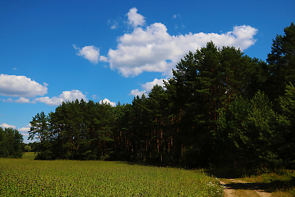 포토 JPG 해외이미지 나무 식물 도로 백그라운드 밭 부분 자연 하늘 새로움 사람없음 야외 초록색 파란색 빛 햇빛 태양 농장 노란색 환경 계곡 일몰 봄 샐러드 광선 시골 신선 황금 숲 큼 5월 언덕 그림 멀리 내추럴 깊이 줄서기 해외포토 자연요소 계절 길 음식 컬러 컨셉 농업 교통시설 모션 노을 날짜 크기 생태계 파일형식 이미지허브