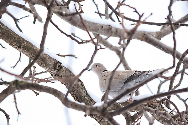 포토 JPG 해외이미지 나무 식물 동물 야생동물 겨울 날개 자연 조류 하늘 휴식 앉기 사람없음 야외 목재 햇빛 나뭇가지 작음 깃털 비둘기 꼬리 부리 독수리 해외포토 계절 컨셉 재료 모션 태양 크기 생태계 파일형식 이미지허브
