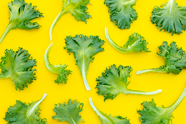 포토 JPG 해외이미지 백그라운드 사람없음 신선 양상추 유기농 노란배경 해외포토 웰빙 채소 노란색 파일형식 이미지허브