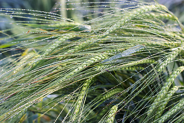 포토 JPG 해외이미지 식물 계절 빵 백그라운드 잎 꽃무늬 밭 농업 자연 벽지 날씨 추상 씨앗 잔디 사람없음 야외 초록색 물 빛 태양 봄 젖음 수확 성장 물방울 시골 신선 떨어짐 소프트포커스 이슬 낟알 시리얼 밀 질감 보리 내추럴 해외포토 자연요소 꽃 산업 음식 컬러 컨셉 무늬 곡류 촬영기법 생태계 파일형식 이미지허브