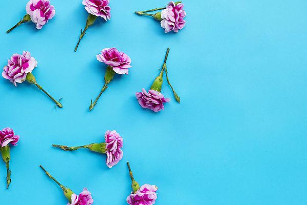 포토 JPG 해외이미지 꽃 사람없음 카네이션 해외포토 식물 파일형식 이미지허브