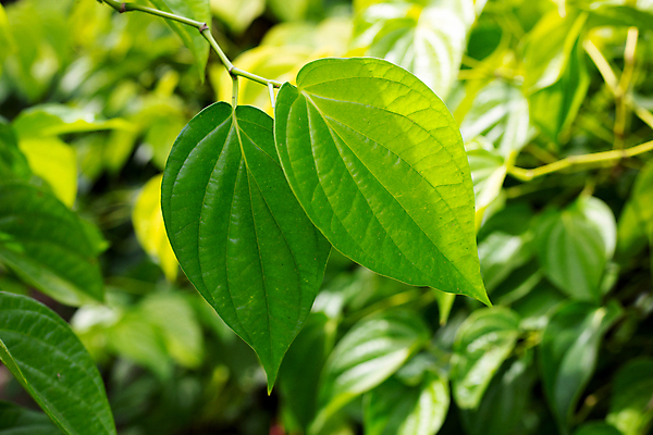 포토 JPG 해외이미지 주간 줄기 담배 사람없음 야외 아웃포커스 담뱃잎 해외포토 자연요소 식물 잎 촬영기법 파일형식 이미지허브
