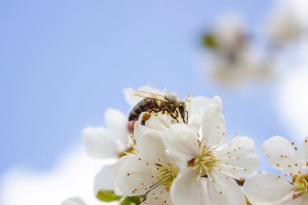 포토 JPG 해외이미지 나무 식물 계절 꽃잎 꽃 곤충 백그라운드 잎 꽃무늬 과일 자연 하늘 사람없음 야외 초록색 파란색 뷰티 노란색 정원 맑음 봄 벚꽃 흰색 나뭇가지 신선 업무 개화 체리 닫기 사과 수분 묘사 꽃가루 꿀 내추럴 해외포토 동물 컬러 무늬 모션 날씨 작업 가루 생태계 파일형식 이미지허브