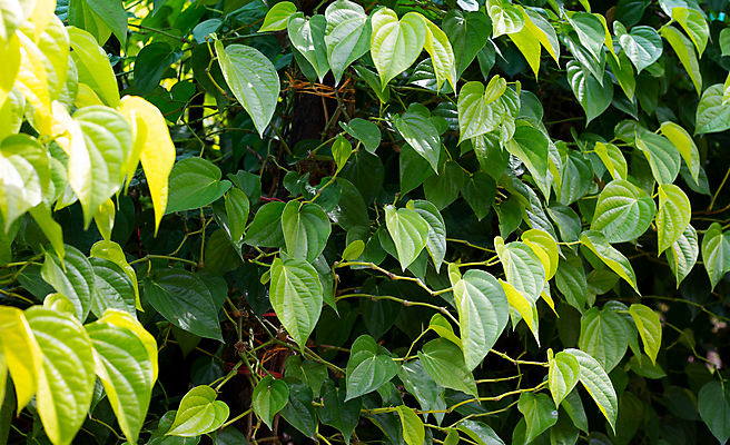 포토 JPG 해외이미지 주간 줄기 잎 담배 사람없음 야외 담뱃잎 해외포토 자연요소 식물 파일형식 이미지허브