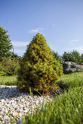 포토 JPG 해외이미지 나무 식물 디자인 계절 공원 백그라운드 잎 자연 휴가 영국 잉글랜드 새로움 풍경 잔디 사람없음 야외 목재 장식 초록색 여름 파란색 뷰티 정원 봄 성장 흰색 나뭇가지 시골 신선 소나무 원예 질감 상록수 침엽수 전나무 내추럴 가문비나무 콘월 해외포토 공공시설 유럽 컬러 컨셉 재료 취미 생태계 파일형식 이미지허브
