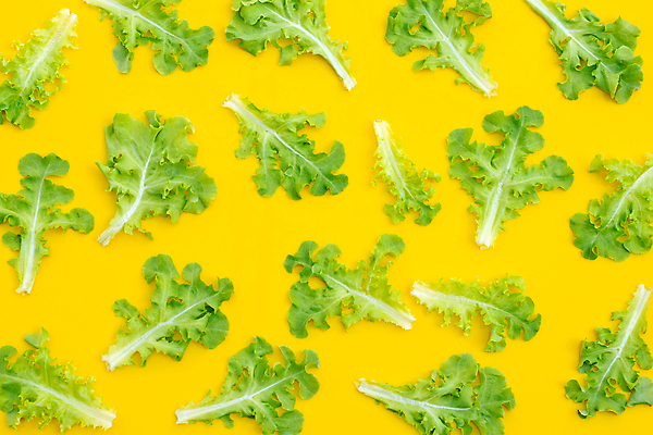 포토 JPG 해외이미지 백그라운드 사람없음 신선 양상추 유기농 노란배경 해외포토 웰빙 채소 노란색 파일형식 이미지허브