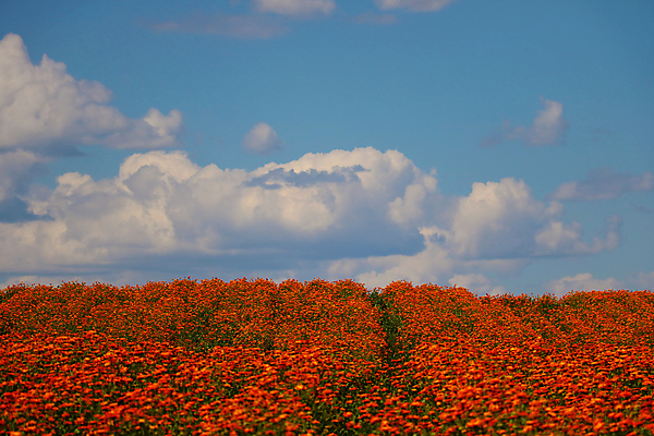 포토 JPG 해외이미지 식물 구름 계절 공원 꽃 백그라운드 꽃무늬 밭 오렌지 자연 하늘 산 풍경 사람없음 초록색 여름 파란색 컬러풀 뷰티 정원 봄 벚꽃 개화 내추럴 금잔화 해외포토 자연요소 공공시설 컬러 무늬 농업 과일 생태계 파일형식 이미지허브