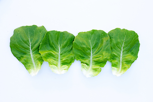 포토 JPG 해외이미지 백그라운드 사람없음 신선 상추 흰배경 유기농 해외포토 웰빙 채소 흰색 파일형식 이미지허브