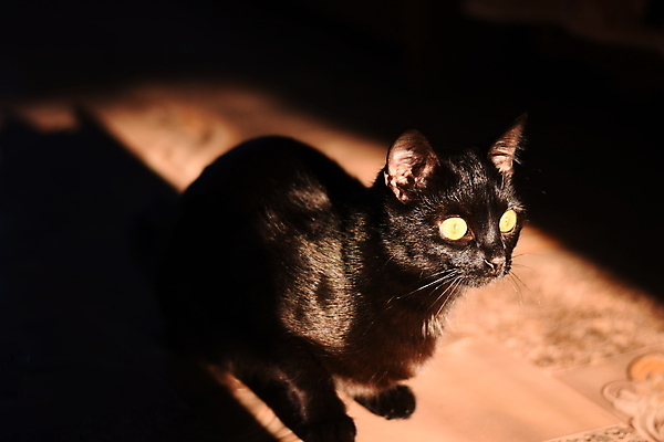 포토 JPG 해외이미지 스튜디오촬영 동물 척추동물 응시 백그라운드 포유류 검은배경 생물 털 앉기 사람없음 반려동물 검은색 고양이 가축 작음 큼 발사 모피 자르기 콧수염 솜털 혼자 해외포토 시선 컬러 모션 수염 실내 크기 파일형식 이미지허브