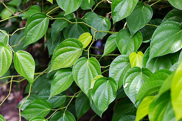 포토 JPG 해외이미지 주간 줄기 잎 담배 사람없음 야외 담뱃잎 해외포토 자연요소 식물 파일형식 이미지허브