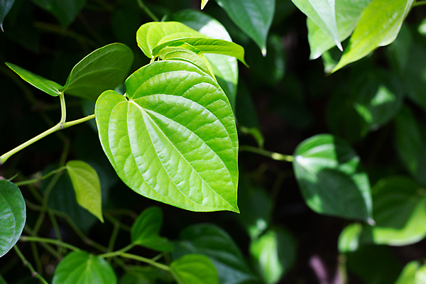 포토 JPG 해외이미지 주간 줄기 잎 담배 사람없음 야외 담뱃잎 해외포토 자연요소 식물 파일형식 이미지허브