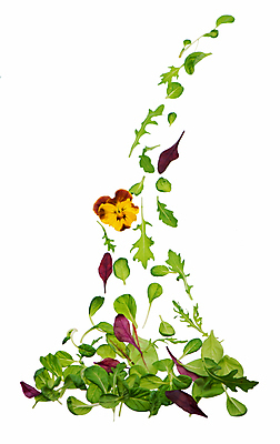 포토 JPG 해외이미지 사람없음 신선 시금치 루꼴라 식용꽃 해외포토 음식 채소 파일형식 이미지허브