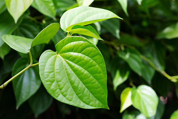 포토 JPG 해외이미지 주간 줄기 잎 담배 사람없음 야외 담뱃잎 해외포토 자연요소 식물 파일형식 이미지허브