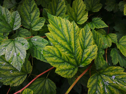 포토 JPG 해외이미지 식물 디자인 벽 백그라운드 잎 패턴 자연 벽지 추상 프레임 사람없음 장식 초록색 여름 울타리 환경 정원 스파 봄 성장 신선 숲 묘사 원예 질감 내추럴 조감도 많음 해외포토 계절 컬러 컨셉 무늬 취미 담장 생태계 파일형식 이미지허브