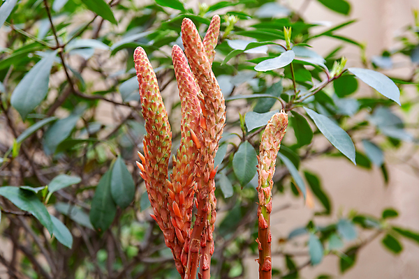 포토 JPG 해외이미지 식물 계절 공원 꽃잎 꽃 줄기 백그라운드 잎 꽃무늬 자연 사람없음 초록색 컬러풀 뷰티 환경 정원 벚꽃 신선 개화 닫기 내추럴 뒤뜰 온실 해외포토 공공시설 컬러 무늬 모션 생태계 파일형식 이미지허브