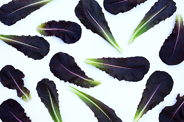 포토 JPG 해외이미지 백그라운드 사람없음 신선 흰배경 유기농 적로메인 로메인상추 해외포토 웰빙 흰색 상추 파일형식 이미지허브